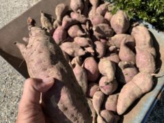 畑仕事　　　okamoto