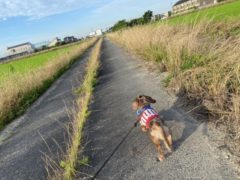 梅雨明け　　　　okamoto